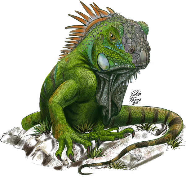 Iguana_600px_web