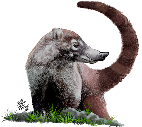 PizotePorter_web