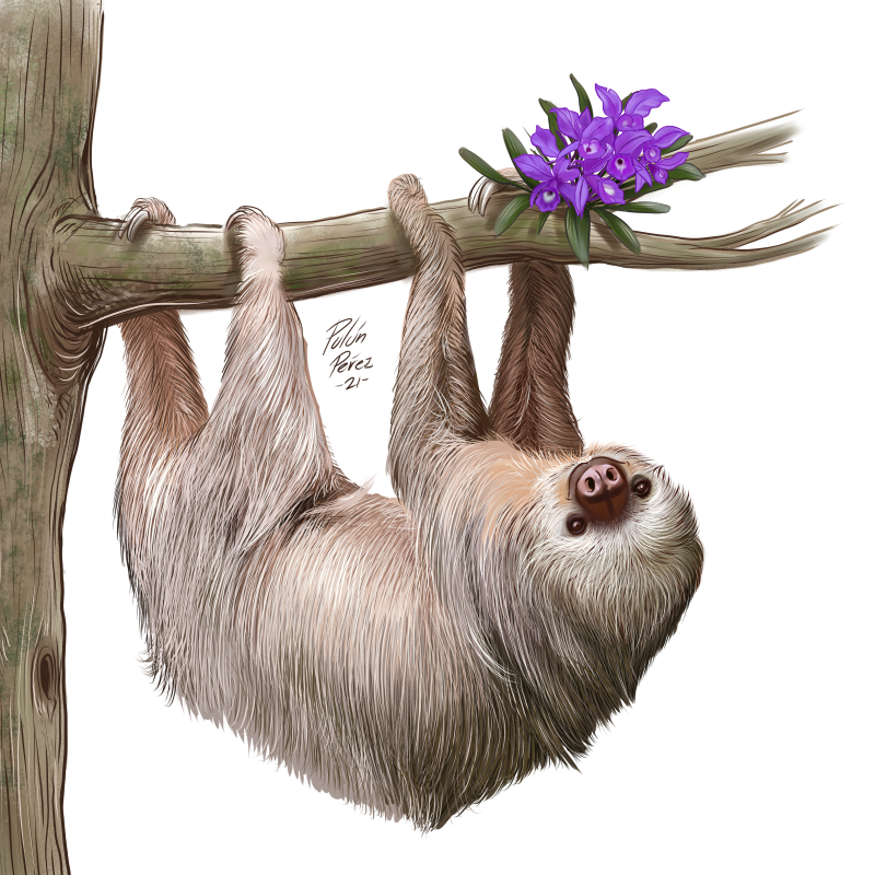 Bottle OSO transp 400 Sloth