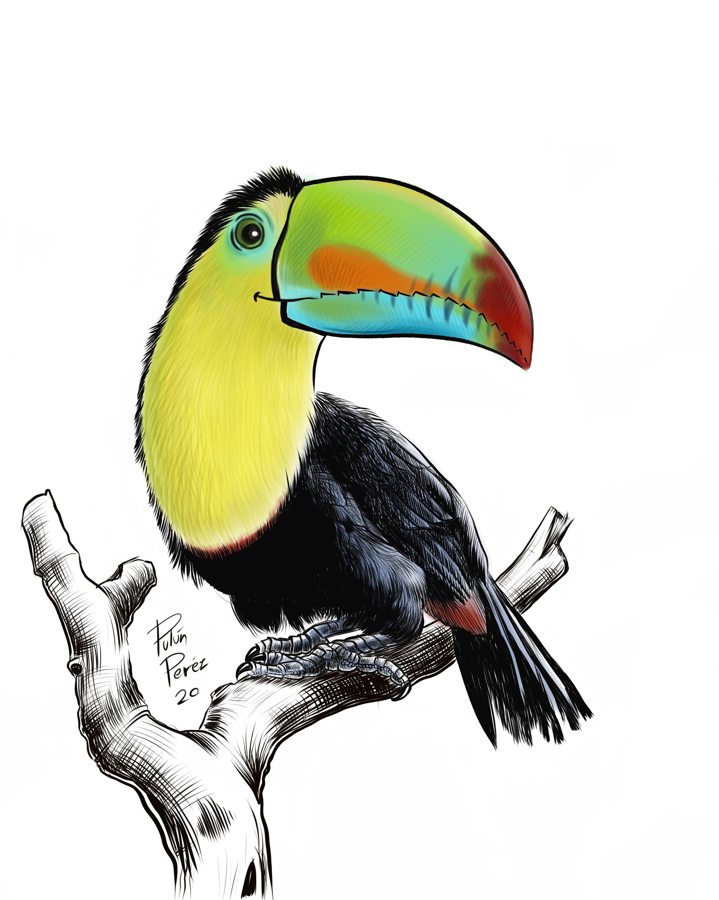 tucan sin fondo tronco byn Toucan